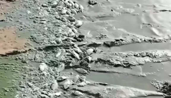 ما وراء الغموض في نتائج فحص بحيرة النوبة